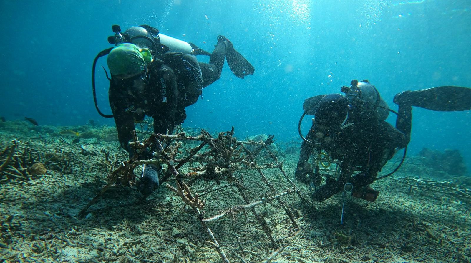 Coral Planting In Nusa Penida 2026