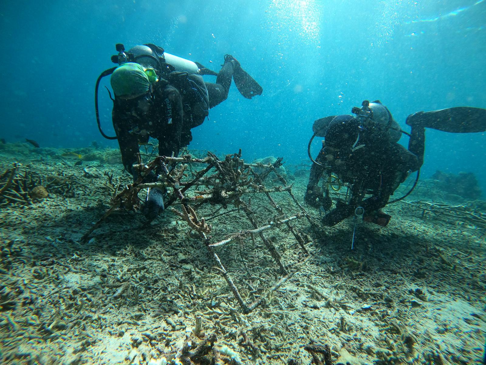 Reviving Nusa Penida’s Reefs: How Coral Restoration is Making a Difference