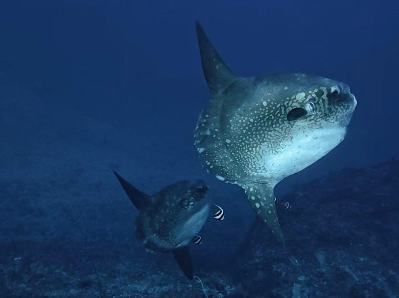 Mola Mola Ocean Sunfish Nusa Penida Indonesia