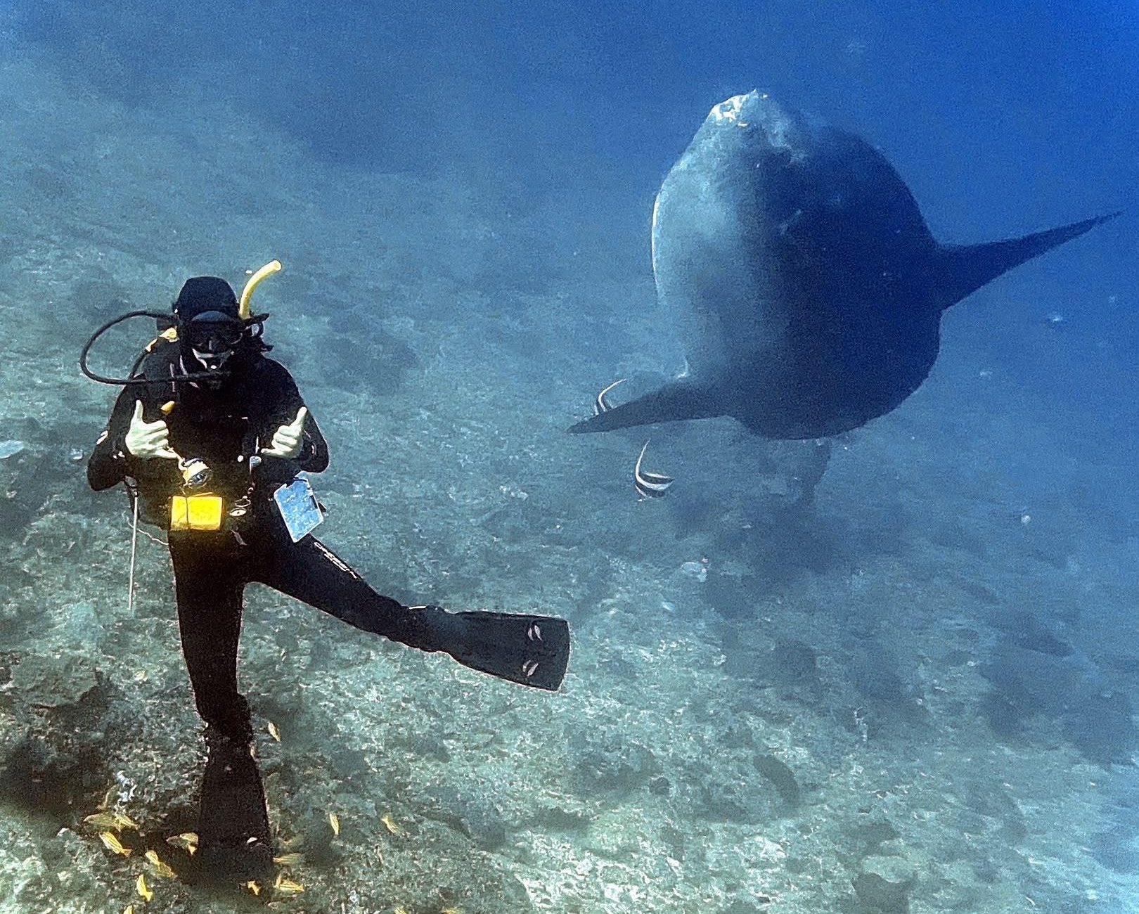 July 2026 Newsletter | Blue Corner Dive Nusa Penida